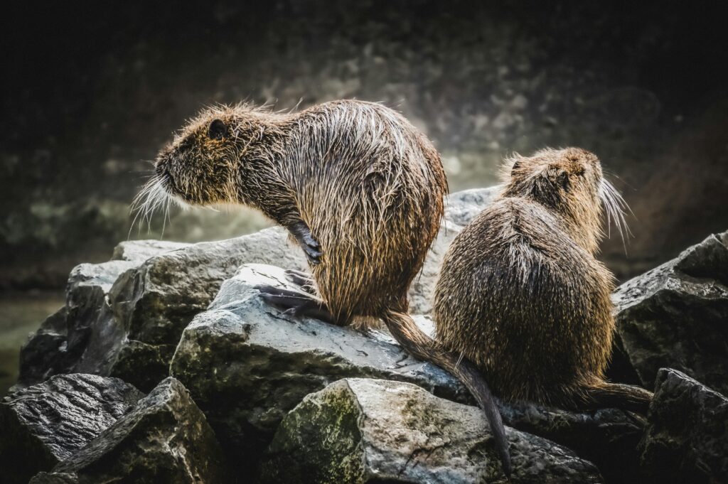 Sustainable Coexistence with Beavers - World Water Academy